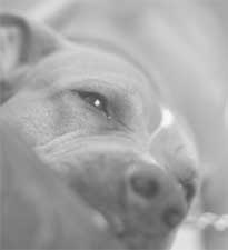 Dog Bites